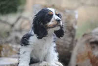merlin parti girl, a female Cocker Spaniel for sale in Oakland, OR – 1 of 10