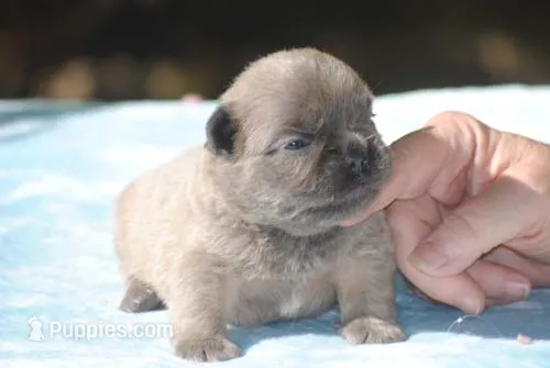 blue1male – French Bulldog puppy for sale in Oakland, OR