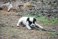 parti male "tipper", a male French Bulldog for sale in Oakland, OR – 3 of 10