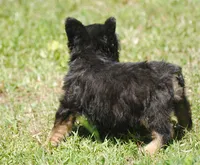 Black and tan boy "tater", a male French Bulldog for sale in Oakland, OR – 6 of 10