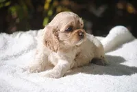 buff1fem, a female Cocker Spaniel for sale in Oakland, OR – 1 of 10