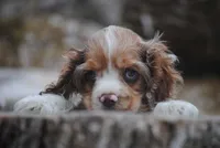 merlin boy, a male Cocker Spaniel for sale in Oakland, OR – 5 of 10