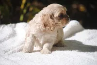 buff1fem, a female Cocker Spaniel for sale in Oakland, OR – 2 of 10