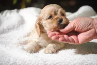 buff1fem, a female Cocker Spaniel for sale in Oakland, OR – 8 of 10