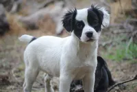 parti male "tipper", a male French Bulldog for sale in Oakland, OR – 6 of 10