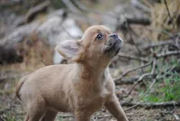 fawn merle fem "trixie", a female French Bulldog for sale in Oakland, OR – 5 of 10
