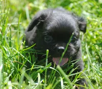 Black boy "charlie", a male French Bulldog for sale in Oakland, OR – 9 of 10