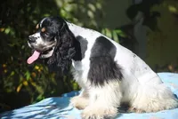 prince2male, a male Cocker Spaniel for sale in Oakland, OR – 4 of 10