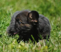 Blue and tan fem "lilly", a female French Bulldog for sale in Oakland, OR – 4 of 10