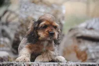 merlin sable girl, a female Cocker Spaniel for sale in Oakland, OR – 5 of 10