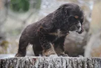 chocolate prince, a male Cocker Spaniel for sale in Oakland, OR – 9 of 10
