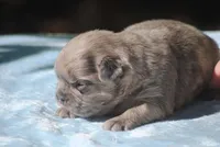 blue3male, a male French Bulldog for sale in Oakland, OR – 7 of 8