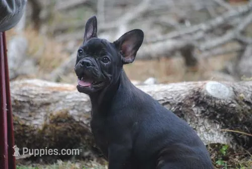 black fem "grace" – French Bulldog puppy for sale in Oakland, OR