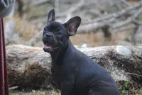 black fem "grace", a female French Bulldog for sale in Oakland, OR – 1 of 10