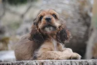 merlin sable girl, a female Cocker Spaniel for sale in Oakland, OR – 8 of 10