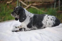 Tia, a female Cocker Spaniel for sale in Oakland, OR – 4 of 9