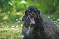 mrmr, a male Cocker Spaniel for sale in Oakland, OR – 8 of 10