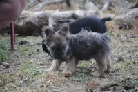 Blue and tan fem "lilly", a female French Bulldog for sale in Oakland, OR – 10 of 10