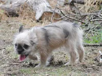 merlefem "Daisey", a female French Bulldog for sale in Oakland, OR – 7 of 10