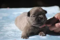 blue1male, a male French Bulldog for sale in Oakland, OR – 4 of 10
