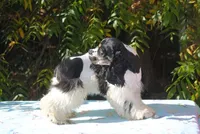 prince2male, a male Cocker Spaniel for sale in Oakland, OR – 3 of 10