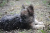 Blue and tan fem "lilly", a female French Bulldog for sale in Oakland, OR – 7 of 10