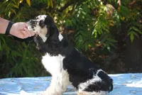 prince3male, a male Cocker Spaniel for sale in Oakland, OR – 8 of 9