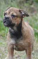 sable male "remi", a female French Bulldog for sale in Oakland, OR – 4 of 10