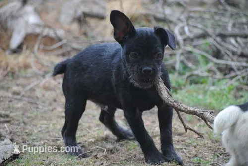 black male "buck" – French Bulldog puppy for sale in Oakland, OR