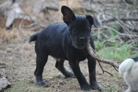 black male "buck", a male French Bulldog for sale in Oakland, OR – 1 of 10