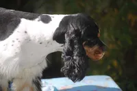 prince1male, a male Cocker Spaniel for sale in Oakland, OR – 2 of 9