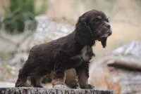 chocolate prince, a male Cocker Spaniel for sale in Oakland, OR – 4 of 10