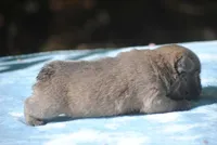 blue1male, a male French Bulldog for sale in Oakland, OR – 3 of 10