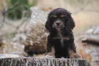 chocolate prince, a male Cocker Spaniel for sale in Oakland, OR – 6 of 10