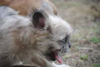 merlefem "Daisey", a female French Bulldog for sale in Oakland, OR – 10 of 10