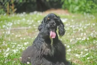 mrmr, a male Cocker Spaniel for sale in Oakland, OR – 2 of 10