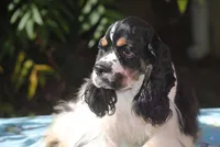 prince2male, a male Cocker Spaniel for sale in Oakland, OR – 5 of 10