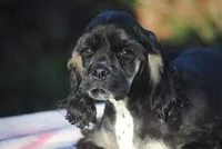 mrmr, a male Cocker Spaniel for sale in Oakland, OR – 7 of 10