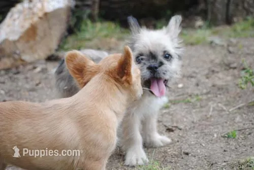 merlefem "Daisey" – French Bulldog puppy for sale in Oakland, OR