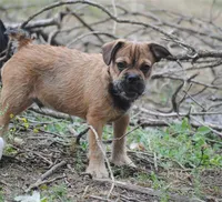 sable male "remi", a female French Bulldog for sale in Oakland, OR – 5 of 10