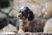 princeboy1, a male Cocker Spaniel for sale in Oakland, OR – 8 of 10