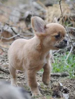 fawn merle fem "trixie", a female French Bulldog for sale in Oakland, OR – 7 of 10