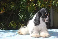 prince2male, a male Cocker Spaniel for sale in Oakland, OR – 2 of 10
