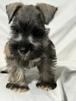 Riley, a male Miniature Schnauzer for sale in Millville, NJ – 5 of 9