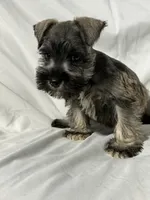 Riley, a male Miniature Schnauzer for sale in Millville, NJ – 2 of 9