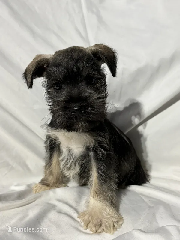 Bo – Miniature Schnauzer puppy for sale in Millville, NJ