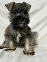 Riley, a male Miniature Schnauzer for sale in Millville, NJ – 3 of 9