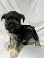 Bo, a male Miniature Schnauzer for sale in Millville, NJ – 6 of 8