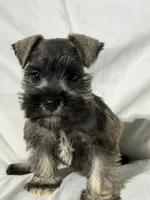 Riley, a male Miniature Schnauzer for sale in Millville, NJ – 7 of 9