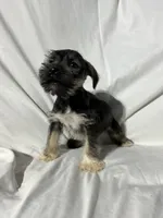 Bo, a male Miniature Schnauzer for sale in Millville, NJ – 7 of 8